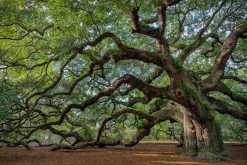 Acrylglasbild FASZINATION BAUM