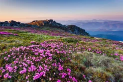 Akustikbild ALPENLANDSCHAFT