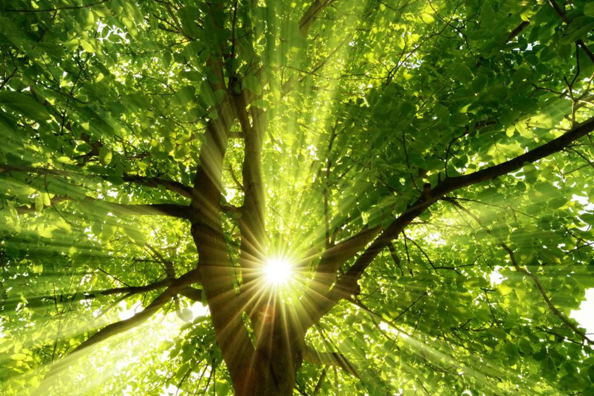 Akustikbild BAUMKRONE 1