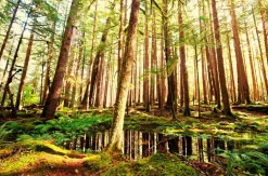 Akustikbild BAUMSTÄMME