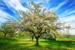 Akustikbild BLÜHENDE OBSTBÄUME