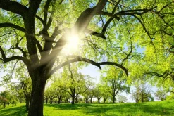 Akustikbild BÄUME IM FRÜHJAHR