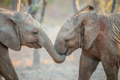Akustikbild ELEFANTENKINDER