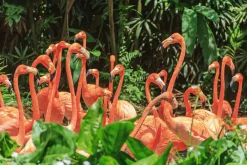 Akustikbild FLAMINGO