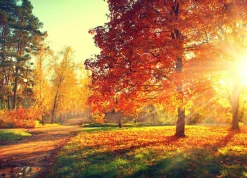 Akustikbild HERBSTWALD