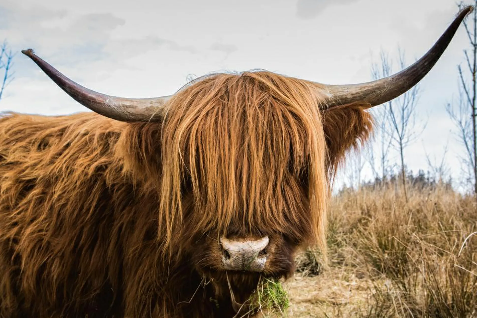 Akustikbild HOCHLANDRIND
