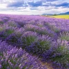 Akustikbild LAVENDELFELD 7