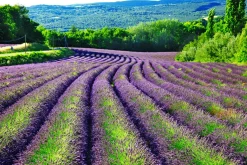 Akustikbild LAVENDELFELD 1