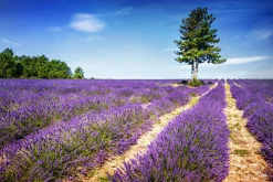 Akustikbild LAVENDELFELD 2