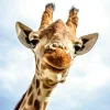 Akustikbild LÄCHELNDE GIRAFFE