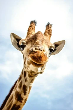 Akustikbild LÄCHELNDE GIRAFFE