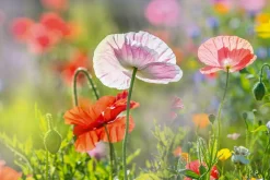 Akustikbild MOHNBLUMEN 4