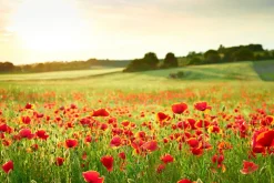 Akustikbild MOHNWIESE 2