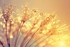 Akustikbild PUSTEBLUME