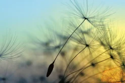 Akustikbild PUSTEBLUME 1