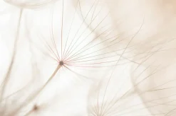 Akustikbild PUSTEBLUME 2