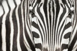 Akustikbild ZEBRA