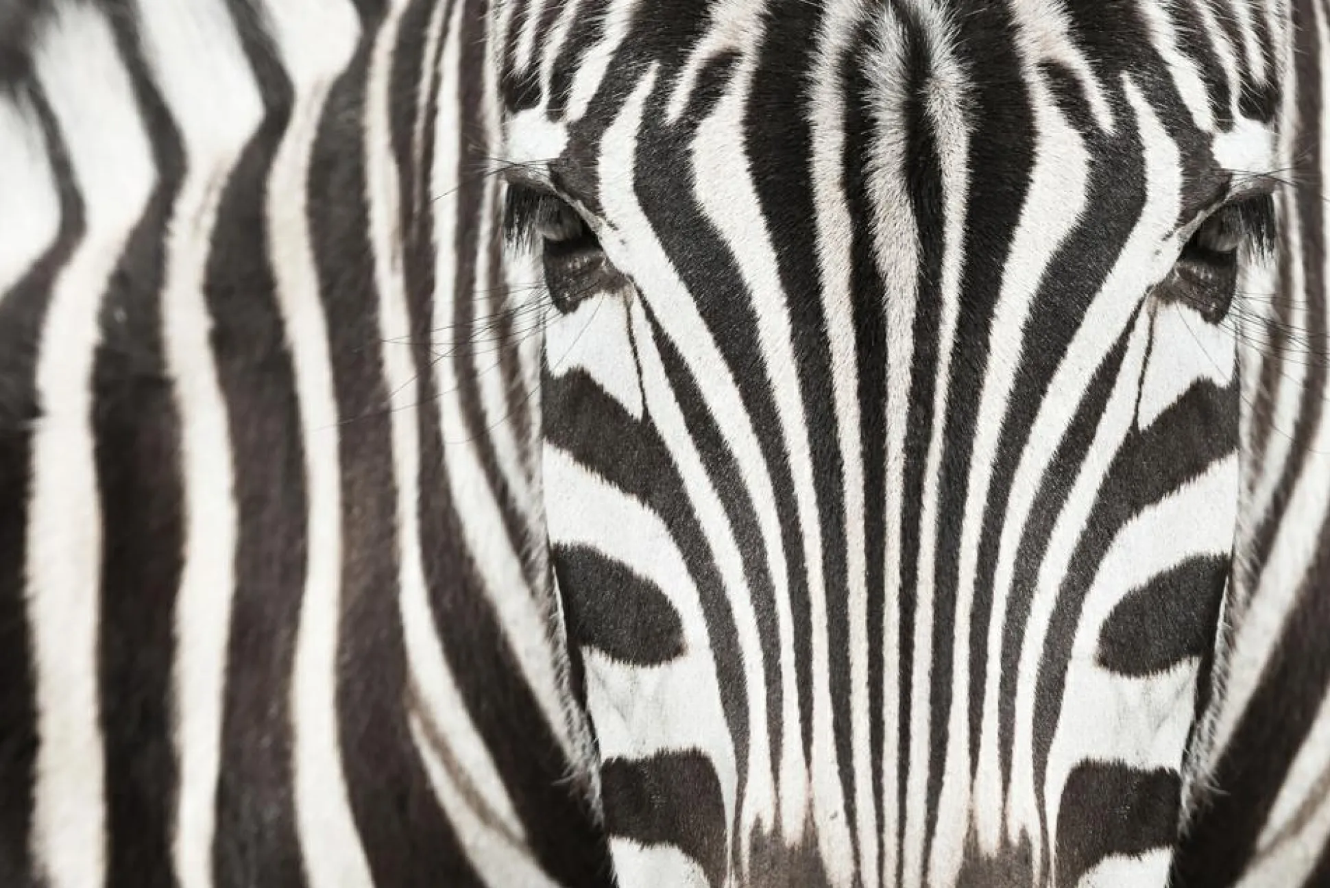 Akustikbild ZEBRA