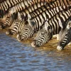 Akustikbild ZEBRAS AM FLUß