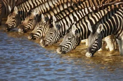 Akustikbild ZEBRAS AM FLUß