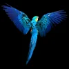 Aludibondbild BLUEPARROT