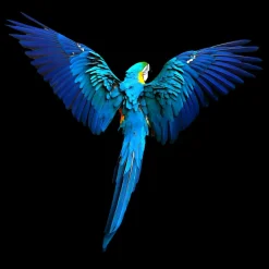 Aludibondbild BLUEPARROT