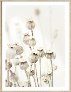 Gerahmtes Bild DRIED POPPIES
