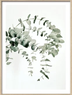 Gerahmtes Bild EUCALYPTUS