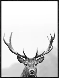 Gerahmtes-Bild GREY DEER HEAD