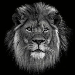 Glasbild KÖNIG DER LÖWERN