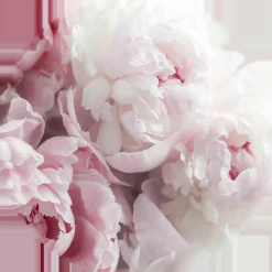 Glasbild PEONIES II