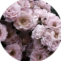 Glasbild PEONIES III