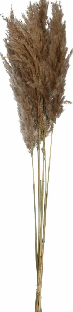 Kunstpflanze Pampasgras