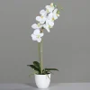 Orchidee weiß