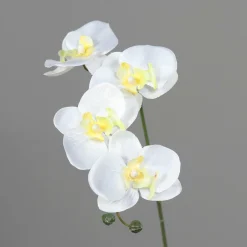 Orchidee weiß