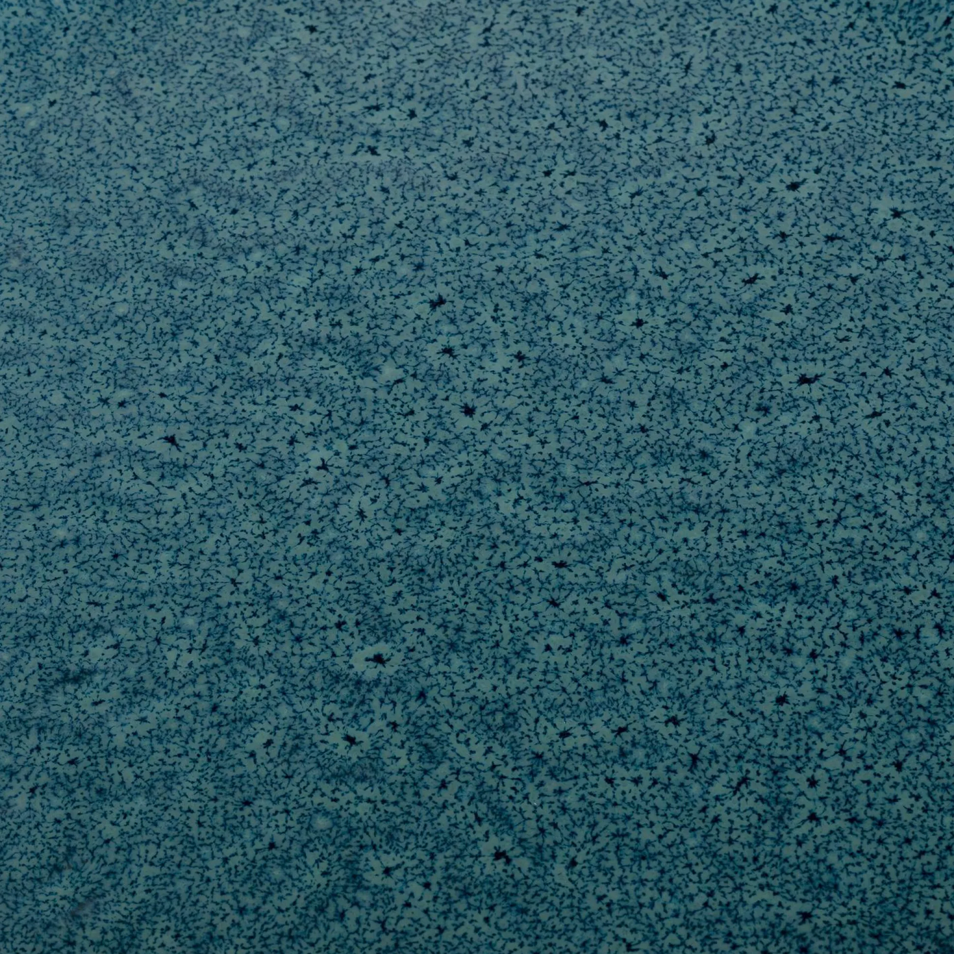 Speiseteller LEONARDO MATERA